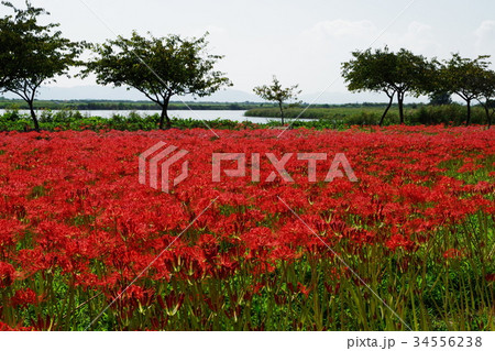 彼岸花　群生 34556238