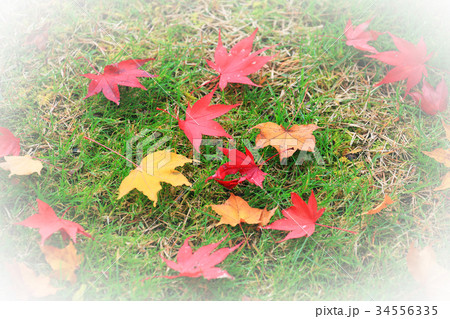 もみじの紅葉 34556335