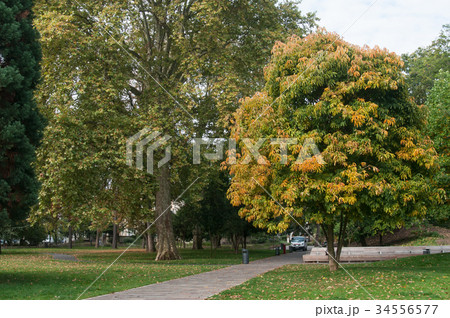 Steinbach park with autumnal trees 34556577
