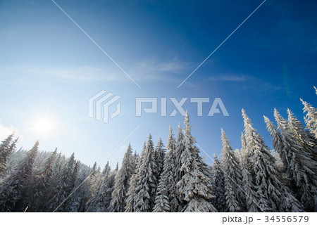 snow-covered trees in the mountains snow-covered trees in the mountains 34556579