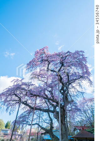 紅枝垂地蔵ザクラ 福島の写真素材