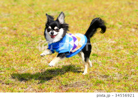 えへへ♪ 34556921