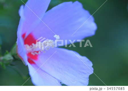 ムクゲ ムクゲ 34557085