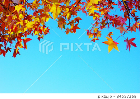 秋空とモミジバフウの紅葉 34557268