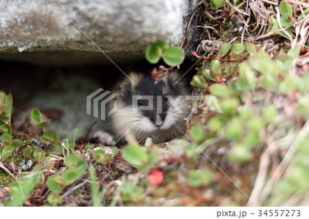 Small norwegian lemming Small norwegian lemming 34557273