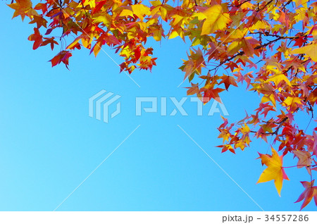 秋空とモミジバフウの紅葉 34557286