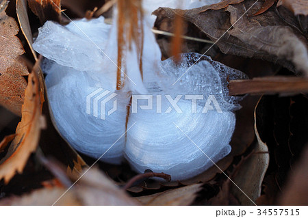 シモバシラ 34557515