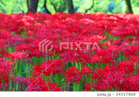 曼珠沙華 曼珠沙華 34557909