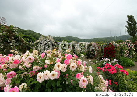 バラの花 34558379