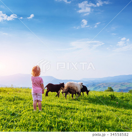 girl on meadow with sheep 34558582