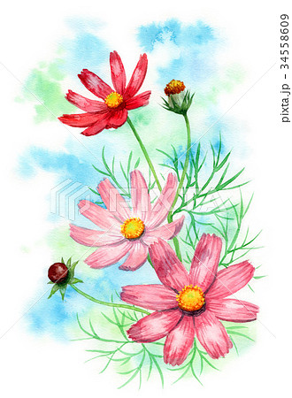 水彩で描いたコスモス 水彩で描いたコスモス 34558609