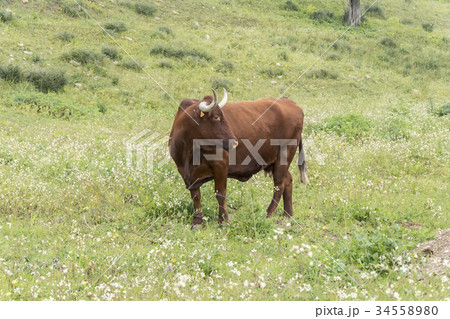 Bull in a flowery meadow Bull in a flowery meadow 34558980