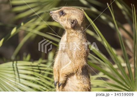 Meerkats to the sun prying, Suricata suricatta 34559009