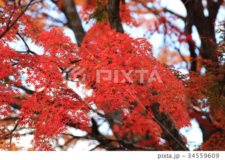 紅葉 紅葉 34559609