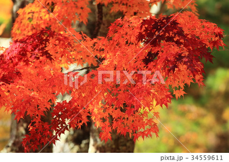 紅葉 紅葉 34559611