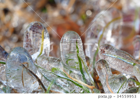 凍った雑草 34559953