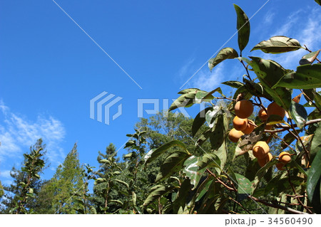 秋の味覚・柿(豊岡) 秋の味覚・柿(豊岡) 34560490