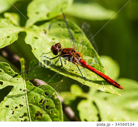 Common Darter Dragonfly Perched on a Leaf Common Darter Dragonfly Perched on a Leaf 34560534