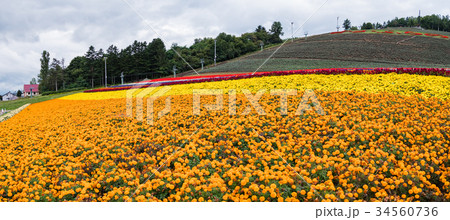 北海道中富良野の町営ラベンダー園に咲く色鮮やかな花畑 北海道中富良野の町営ラベンダー園に咲く色鮮やかな花畑 34560736