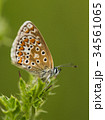 Common Blue Butterfly on a Thistle 34561065