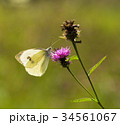 Large White Butterfly on a Thistle 34561067