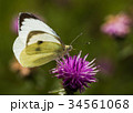 Large White Butterfly on a Thistle 34561068