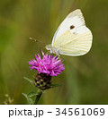 Large White Butterfly Perched on a Thistle 34561069