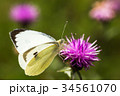 Large White Buttefly on a Thistle 34561070