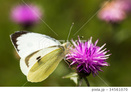 Large White Buttefly on a Thistle Large White Buttefly on a Thistle 34561070