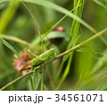 Long-Winged Conehead Bush Cricket 34561071