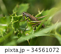 Roesel's Bush Cricket on some Holly 34561072
