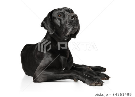 Great Dane on white background Great Dane on white background 34561499