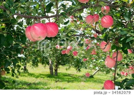 津軽のりんご 津軽のりんご 34562079