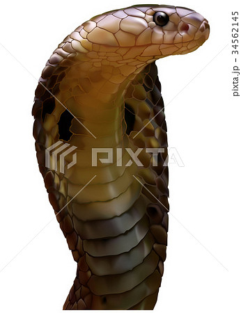 King Cobra Snakeのイラスト素材