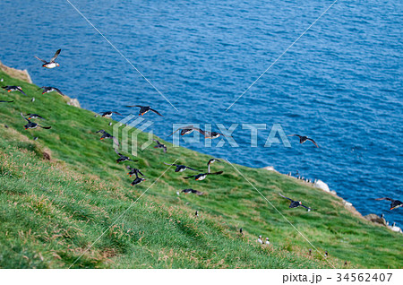 Puffin Portrait isolated in natural environment Puffin Portrait isolated in natural environment 34562407