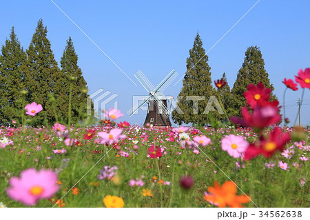 あけぼの山公園 風車とコスモス あけぼの山公園 風車とコスモス 34562638