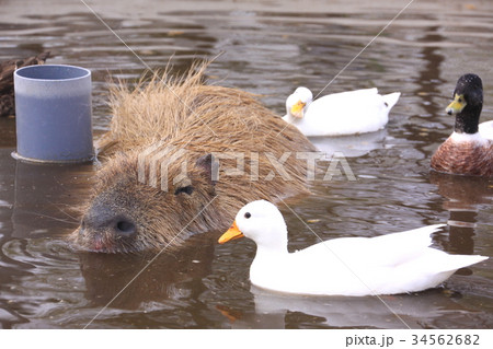 カピバラの入浴 34562682