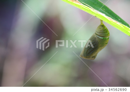 クロコノマチョウ　羽化寸前 34562690