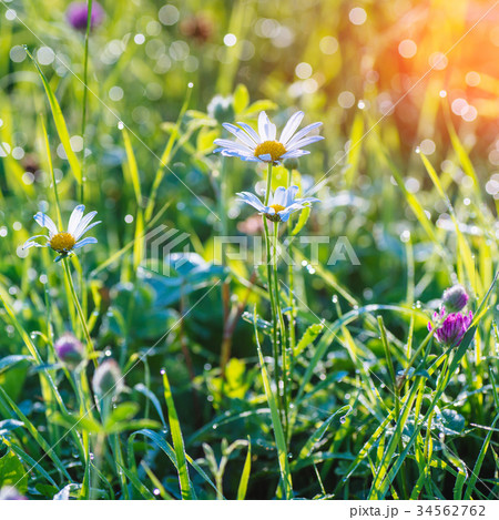 grass field in the mountains 34562762