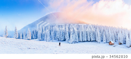 Trees in the fog Trees in the fog 34562810