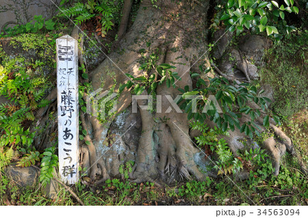 アコウの並木　-桜島 藤野地区にある天然記念物- 34563094