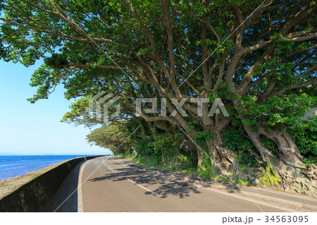 アコウの並木 -桜島 藤野地区にある天然記念物- アコウの並木 -桜島 藤野地区にある天然記念物- 34563095