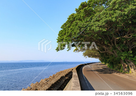 アコウの並木 -桜島 藤野地区にある天然記念物- アコウの並木 -桜島 藤野地区にある天然記念物- 34563096
