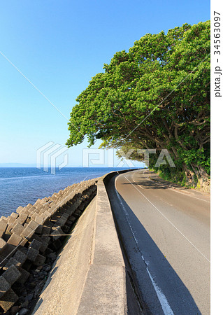 アコウの並木 -桜島 藤野地区にある天然記念物- アコウの並木 -桜島 藤野地区にある天然記念物- 34563097