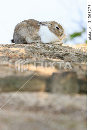 野生のウサギ -うさぎの楽園 大久野島- 34563278
