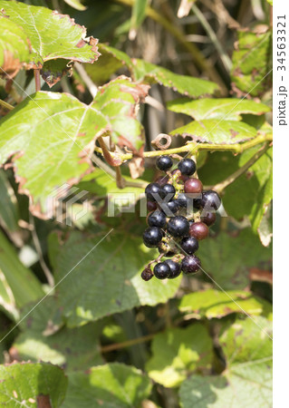 エビヅル 34563321