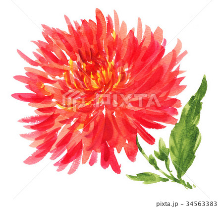 dahlia17928pix7 34563383