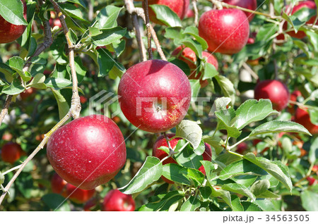 実ったりんごの木 実ったりんごの木 34563505