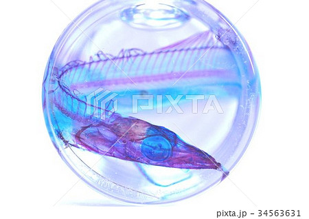 タチウオ透明標本 タチウオ透明標本 34563631