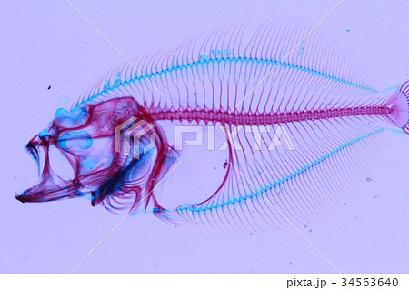 ヒラメ透明標本の写真素材 [34563640] - PIXTA